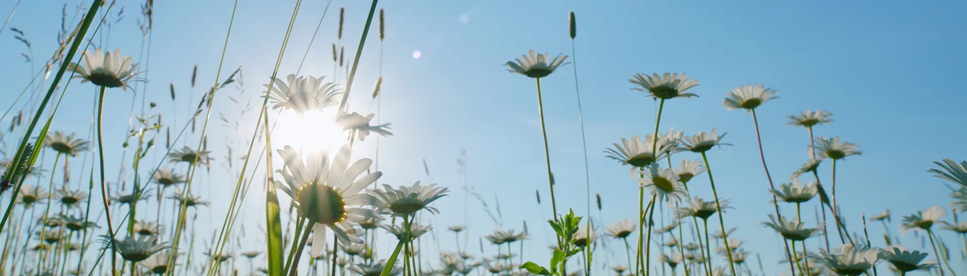 A photo shot looking up at a group of flowers on a bright sunny day.