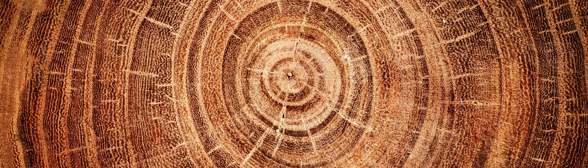 The image of an old tree with many tree rings showing it has a long history of growth.