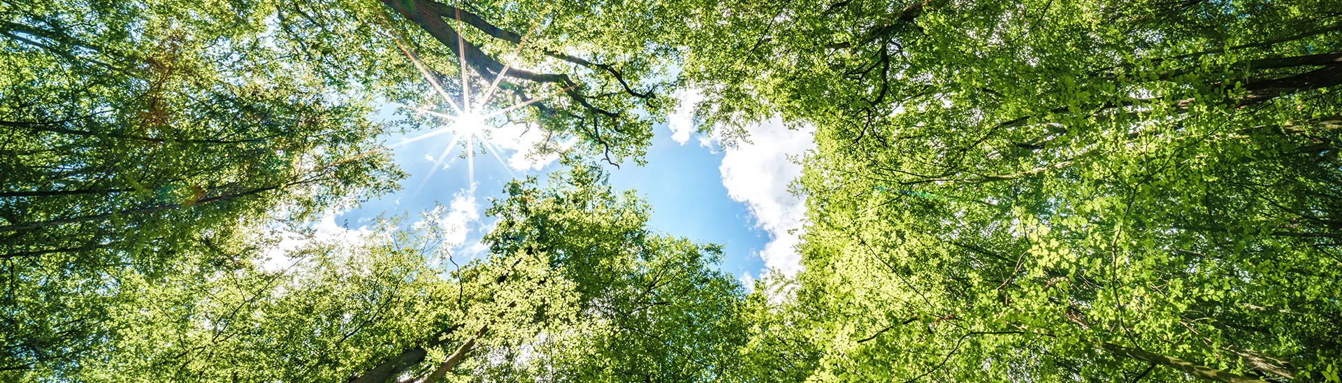 Looking up at a bright blue sunny sky through a grove of green leafed trees.