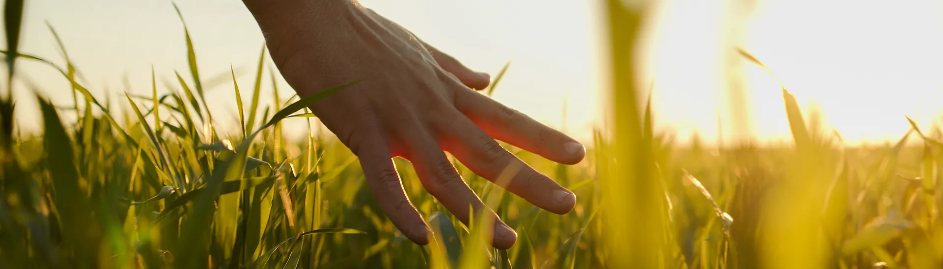 A hand is reaching out to touch the tall grass in a field at sunset.
