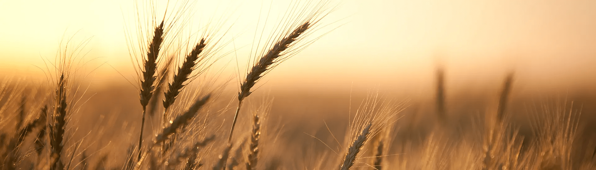 Close up on a wheat field with the sun setting in the background.